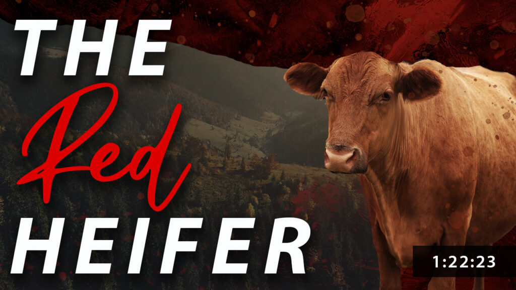 The Red Heifer